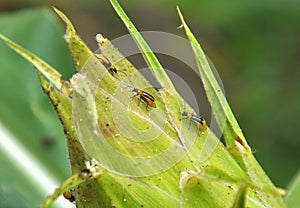 On a corn cob Western corn beetle