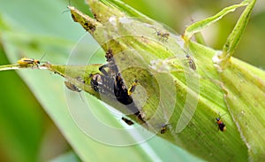 On a corn cob Western corn beetle