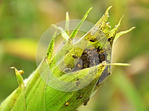 On a corn cob Western corn beetle