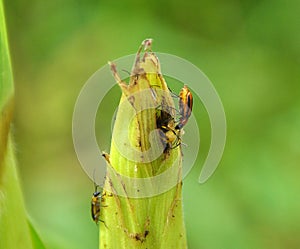On a corn cob Western corn beetle