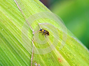 On a corn cob Western corn beetle