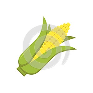 Corn cob on white background in flat