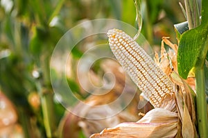 Corn on the cob with white kernels