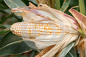 Corn on the cob with white kernels