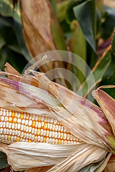 Corn on the cob with white kernels