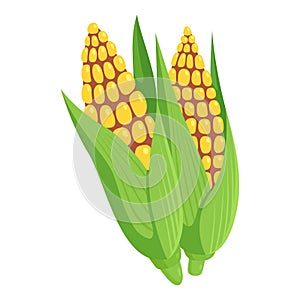 Corn on a cob, yellow grains in green leaves