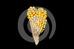 Corn, cob, yellow, jewel, elegance, oddly shape