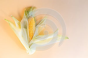 Corn in cob at yellow paper background