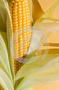 Corn in cob at yellow paper background with hard shadow