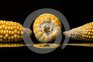 Corn, cob, yellow, ripe, copy space, food, black