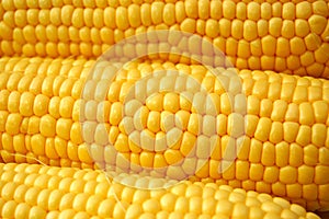 Corn on Cobb photo