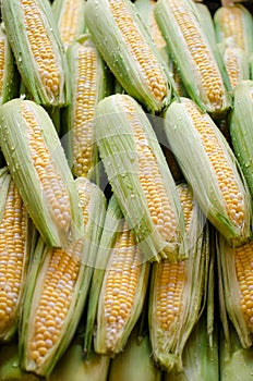 Corn of the cobb stacked in rows
