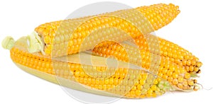 Corn on the Cobs photo