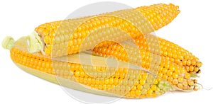 Corn on the Cobs