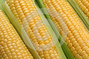 Corn cobs photo