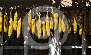 Corn cobs