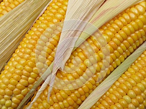 Corn cobs