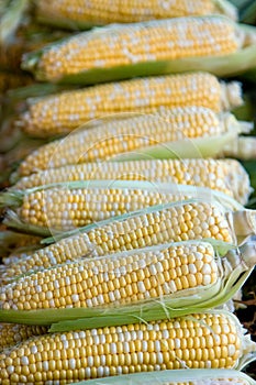 Corn cobs photo