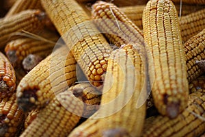 Corn cobs