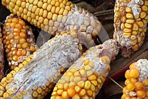 Corn cobs are affected by fusarium - the causative agent of Fusarium moniliforme