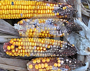 Corn cobs are affected by fusarium - the causative agent of Fusarium moniliforme