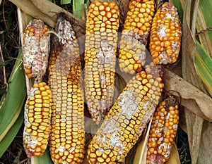 Corn cobs are affected by fusarium - the causative agent of Fusarium moniliforme