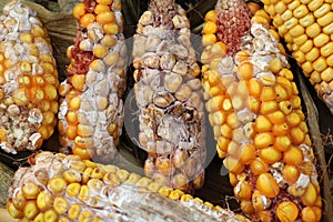 Corn cobs are affected by fusarium - the causative agent of Fusarium moniliforme