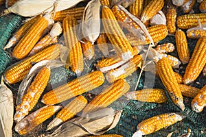 Corn cobs, agricultural background