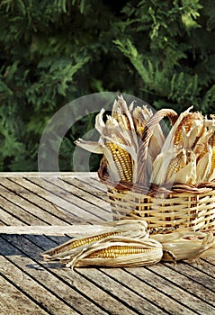 Corn cobs in basket