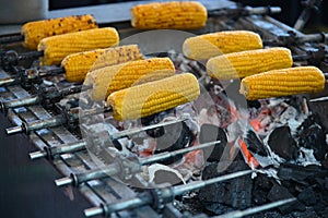 Corn cobs being cooked on the barbecue
