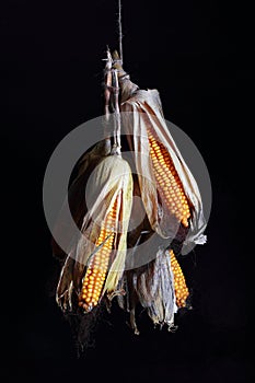 Corn cobs on black background