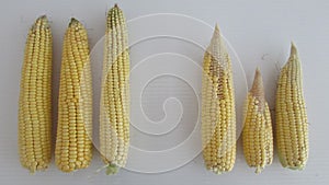 Corn cobs comparison deficiency of zinc or boron