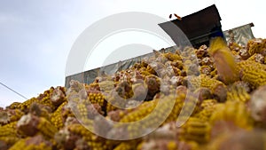 Corn cobs on a conveyor belt.