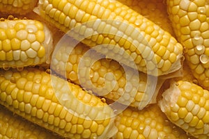 Corn Cobs on Dark Background with Water Drops.