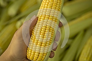 Corn cobs in detail with selective focus.