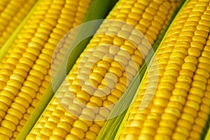 Corn cobs in detail with selective focus.