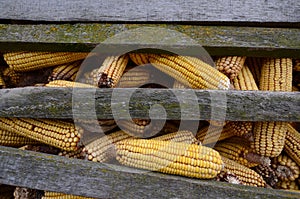 Corn cobs drying for animal food