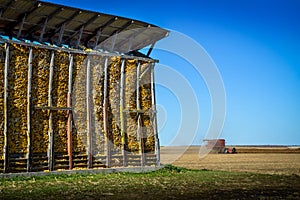 Corn cobs drying in an outdoor silo on the edge of the harvest field