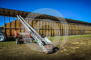 Corn cobs drying in an outdoor silo on the edge of the harvest field