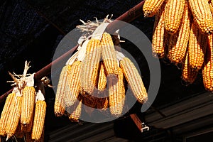 Corn cobs drying outdoors in the sun