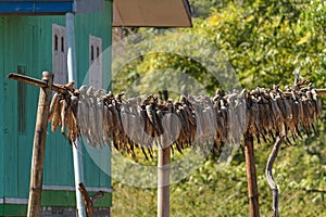 Corn cobs drying in the sun, Pan Pet, Myanmar