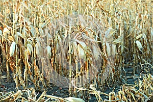 Corn cobs in a field of dried maize plants