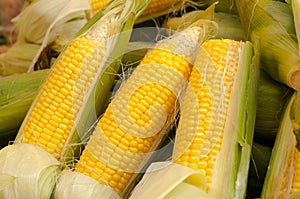 Corn cobs