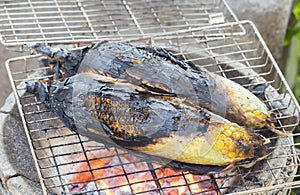 Corn cobs grilling on a grate plate using red hot charcoal