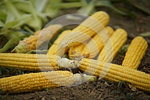 Corn Cobs On The Ground photo