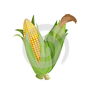 Corn cobs group with husk, seeds and silk. Cartoon trendy style. Maize. Bright ripe vegetable. Vector illustration isolated on whi