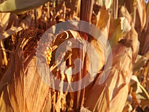 Corn cobs growing. Grain drying under the sun of Spain. Cereal close-up. European agriculture, EU.