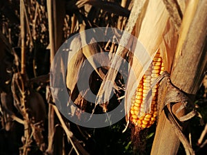 Corn cob drying under the Spanish sun. Rural environment.