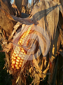 Corn cob drying under the Spanish sun.