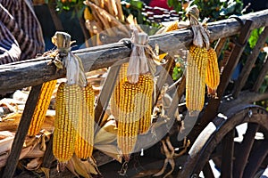 Corn cobs hanging